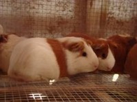 /album/conejos-y-cuyes-en-venta/propiedad-de-criaderps-samaniego-1-jpg/